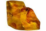 Detailed Fossil Wasp (Hymenoptera) In Baltic Amber #183559-1